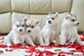 Siberian husky puppy with blue eyes