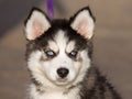 Blue-eyed Siberian Husky Puppy head. Royalty Free Stock Photo