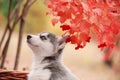 Siberian husky puppy with different eyes