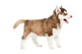 Siberian husky puppy dog Royalty Free Stock Photo