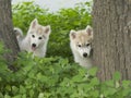 Siberian husky puppy dog