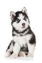 Siberian Husky puppy dog Royalty Free Stock Photo