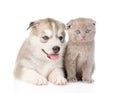Siberian Husky puppy dog and scottish kitten together. isolated Royalty Free Stock Photo