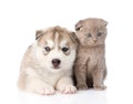 Siberian Husky puppy dog and scottish kitten together. isolated Royalty Free Stock Photo