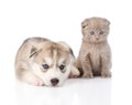 Siberian Husky puppy dog and scottish kitten together. isolated Royalty Free Stock Photo