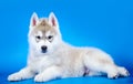 Siberian Husky puppy dog Royalty Free Stock Photo