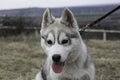 Siberian husky puppy Royalty Free Stock Photo