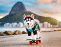 Siberian Husky Puppy Enjoy Skateboarding on Copacabana Beach
