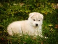 Siberian Husky puppy on grass Royalty Free Stock Photo