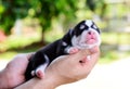 Siberian husky puppy on hand green blurred background Royalty Free Stock Photo