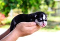 Siberian husky puppy on hand green blurred background Royalty Free Stock Photo