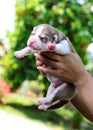Siberian husky puppy on hand green blurred background Royalty Free Stock Photo