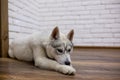 Siberian husky puppy at home lying on the floor. lifestyle with dog Royalty Free Stock Photo