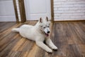 Siberian husky puppy at home lying on the floor. lifestyle with dog Royalty Free Stock Photo