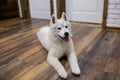 Siberian husky puppy at home lying on the floor. lifestyle with dog Royalty Free Stock Photo