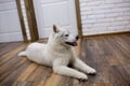 Siberian husky puppy at home lying on the floor. lifestyle with dog Royalty Free Stock Photo
