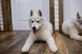 Siberian husky puppy at home lying on the floor. lifestyle with dog Royalty Free Stock Photo