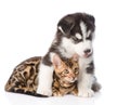 Siberian Husky puppy hugs bengal kitten. isolated on white background