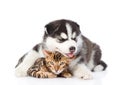 Siberian Husky puppy hugs bengal kitten. isolated on white background