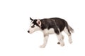 Siberian Husky puppy isolated on a white background