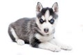Siberian husky puppy isolated on white Royalty Free Stock Photo