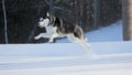 Siberian Husky Puppy Jump High on Snow