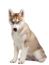 Siberian Husky puppy licked Royalty Free Stock Photo