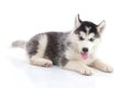 Siberian husky puppy lying on white background