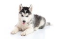 Siberian husky puppy lying on white background