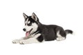 Siberian Husky puppy, 3 months old, lying in front of white background. Siberian Husky isolated on white background Royalty Free Stock Photo