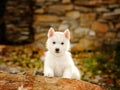 Siberian Husky puppy outdoor