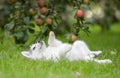 Siberian Husky Puppy play on grass Royalty Free Stock Photo