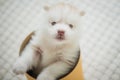 Siberian husky puppy playing in a cylinder box Royalty Free Stock Photo