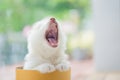 Siberian husky puppy playing in a cylinder box Royalty Free Stock Photo