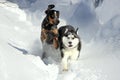 Siberian Husky Puppy Plays with his Buddy on Snow. Royalty Free Stock Photo