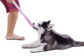 Siberian husky puppy plays a sock with a boy Royalty Free Stock Photo