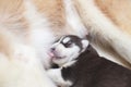 Siberian Husky puppy puppies eat mother milk
