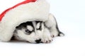 Siberian Husky puppy Royalty Free Stock Photo