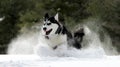 Siberian Husky Royalty Free Stock Photo