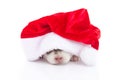 Siberian husky puppy in Santa Claus xmas red hat on white background Royalty Free Stock Photo