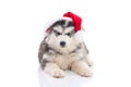 Siberian husky puppy in Santa Claus xmas red hat on white background Royalty Free Stock Photo