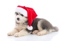 Siberian husky puppy in Santa Claus xmas red hat on white background Royalty Free Stock Photo