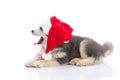 Siberian husky puppy in Santa Claus xmas red hat on white background Royalty Free Stock Photo