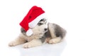 Siberian husky puppy in Santa Claus xmas red hat on white background Royalty Free Stock Photo