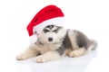 Siberian husky puppy in Santa Claus xmas red hat on white background Royalty Free Stock Photo