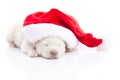 Siberian husky puppy in Santa Claus xmas red hat on white background Royalty Free Stock Photo