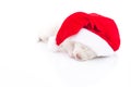 Siberian husky puppy in Santa Claus xmas red hat on white background Royalty Free Stock Photo