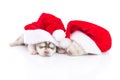 Siberian husky puppy in Santa Claus xmas red hat on white background Royalty Free Stock Photo