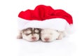 Siberian husky puppy in Santa Claus xmas red hat on white background Royalty Free Stock Photo