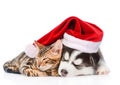 Siberian Husky puppy in santa hat sleep with bengal kitten. isolated on white background